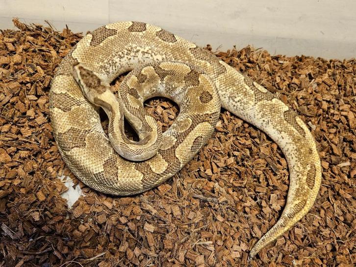 Super Enchi Fire Blaze Koningspython kweekvrouw