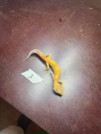 Luipaard gekkos, Dieren en Toebehoren, Reptielen en Amfibieën, Hagedis, 0 tot 2 jaar