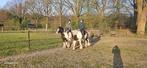 Verzorgsters aangeboden/verzorgpaard(en) gezocht, Dieren en Toebehoren, Paarden en Pony's | Overige Paardenspullen, Verzenden