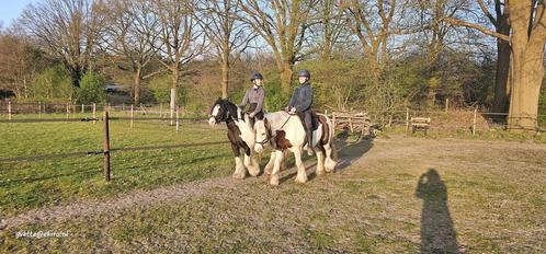 Verzorgsters aangeboden/verzorgpaard(en) gezocht, Dieren en Toebehoren, Paarden en Pony's | Overige Paardenspullen, Nieuw, Verzenden
