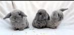 Jonge nhd/minilop konijntjes, Dieren en Toebehoren, Konijnen, Meerdere dieren, Dwerg, Hangoor, 0 tot 2 jaar