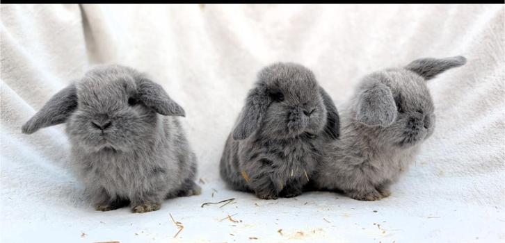Jonge nhd/minilop konijntjes, Dieren en Toebehoren, Konijnen, Dwerg, Meerdere dieren, 0 tot 2 jaar, Hangoor