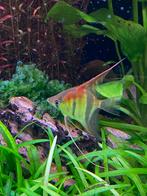 Redback skalara te koop, Dieren en Toebehoren, Vissen | Aquariumvissen, Vis