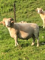 Wiltshire dekram, Dieren en Toebehoren, Schapen, Geiten en Varkens, Mannelijk, Schaap