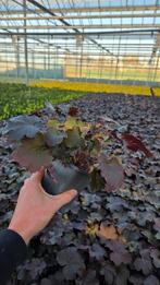 Heuchera micranta Palace Purple - 9cm pot - vaste plant, Ophalen of Verzenden, Halfschaduw