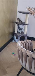 Kattenpaal, Ophalen, Zo goed als nieuw, Krabpaal