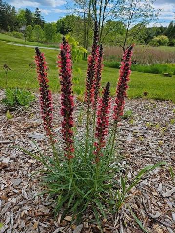 Echium red Feathers in P9 pot. beschikbaar voor biedingen