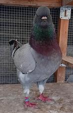 Kingduif, Dieren en Toebehoren, Vogels | Duiven, Vrouwelijk, Overige soorten