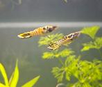 Yellow Tiger Endler Guppen, Dieren en Toebehoren, Vis, Zoetwatervis