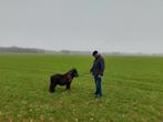 Pikzwart klein merrie'tje, Dieren en Toebehoren, Pony's, Merrie, 0 tot 2 jaar, A pony (tot 1.17m), Gechipt
