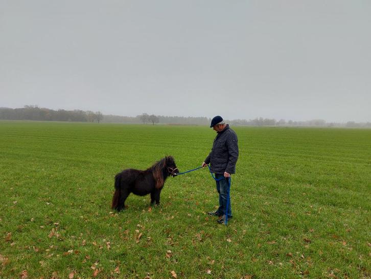 Pikzwart klein merrie'tje, Dieren en Toebehoren, Pony's, Merrie, A pony (tot 1.17m), Recreatiepony, 0 tot 2 jaar, Gechipt, Ontwormd