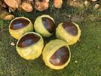 5 grote kastanjes in bolster voor binnendecoratie- herfst-., Huis en Inrichting, Woonaccessoires | Overige, Ophalen, Gebruikt