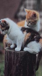 Ansichtkaart, Poezen, Verzamelen, Ansichtkaarten | Dieren, Verzenden, 1980 tot heden, Hond of Kat