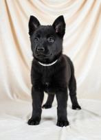 Herder PUPS ZWART VEO werkhonden met FCI Stamboom, Rabiës (hondsdolheid), 8 tot 15 weken, Meerdere, Meerdere dieren