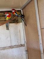 Mooi koppel rosselas, Dieren en Toebehoren, Vogels | Parkieten en Papegaaien, Meerdere dieren, Parkiet