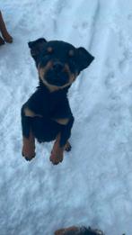 Rottwiller pups, Reu, CDV (hondenziekte), 8 tot 15 weken, Eén hond