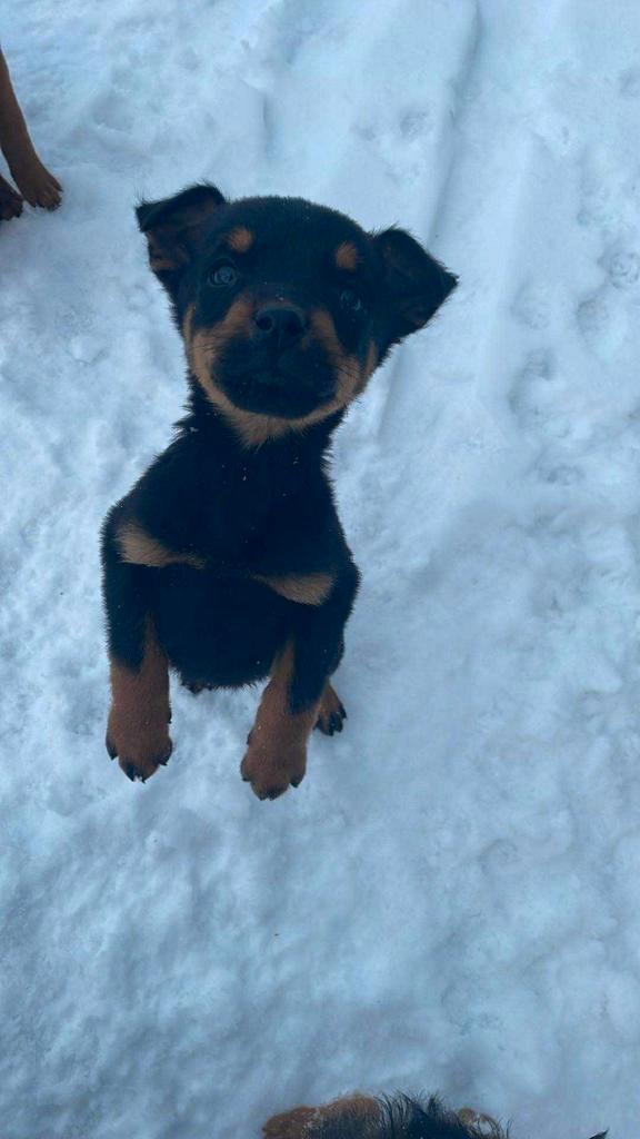 Rottwiller malinois pups, Dieren en Toebehoren, Honden | Bulldogs, Pinschers en Molossers, Reu, Rottweiler, Particulier, Eén hond