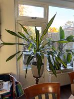 kamerplant, Ophalen, Overige soorten, Halfschaduw, In pot