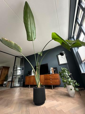 Strelizia (exclusief pot) beschikbaar voor biedingen