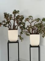Crasulla 2 planten, Huis en Inrichting, Kamerplanten, Ophalen of Verzenden, Halfschaduw, Minder dan 100 cm