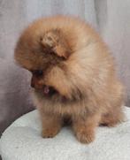 Mini pomeriaan pup teefje, Dieren en Toebehoren, Particulier, 8 tot 15 weken, Buitenland, Teef