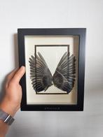 Geprepareerde Vleugels goudvink, Ophalen of Verzenden, Nieuw, Vogel, Overige typen