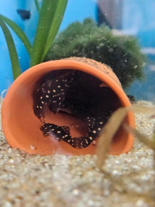 Jonge L201 contradence bigspot, Dieren en Toebehoren, Vissen | Aquariumvissen, Vis