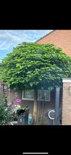 Mooie volle boom GRATIS, Tuin en Terras, Planten | Bomen, Ophalen, Volle zon, Overige soorten
