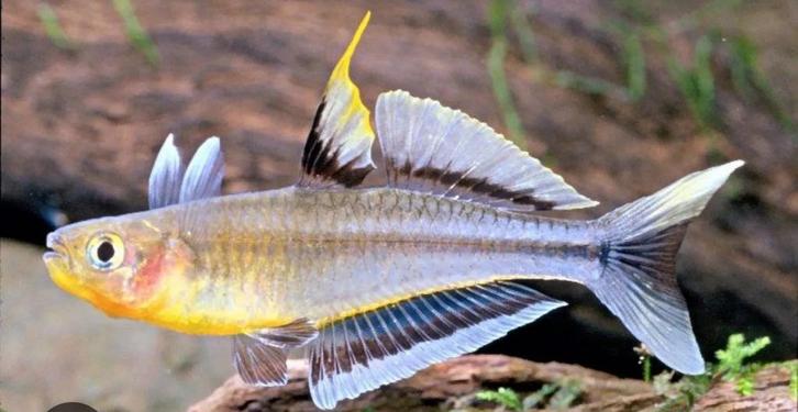 Pseudomugil Connieae, Dieren en Toebehoren, Vissen | Aquariumvissen, Zoetwatervis, Vis, Schoolvis