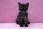 Moederpoes en haar kittens te koop, Dieren en Toebehoren, Katten en Kittens | Overige Katten, Meerdere dieren