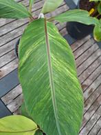 Musa thoussand fingers variegata, Ophalen of Verzenden, Overige soorten, Minder dan 100 cm