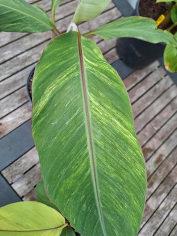 Musa thoussand fingers variegata beschikbaar voor biedingen