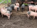 Biggen varkens, Dieren en Toebehoren, Meerdere dieren, Varken