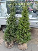 Taxus en beukenhaag (rood/groen) leverbaar van loop oktober!, Tuin en Terras, Planten | Tuinplanten, Ophalen of Verzenden, Bloeit niet