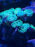 Euphyllia Frogspawn – prachtige volle kolonie (15 koppen), Dieren en Toebehoren, Ophalen