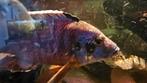 Grote Malawi Chiclide, Dieren en Toebehoren, Vissen | Aquariumvissen, Vis