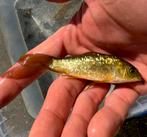 Zeer bijzondere golden ginrin/bruine butterfly kois !!, Karper of Koi