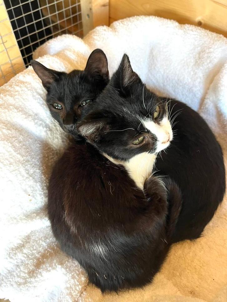 Deze 2 lieve kittens zoeken een warm en liefdevol thuis!, Dieren en Toebehoren, Katten en Kittens | Overige Katten, Kortharig