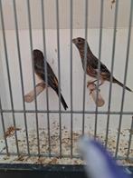 Tropenvogel, Dieren en Toebehoren, Meerdere dieren, Kleurkanarie