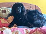 Hovawart puppy's 2025 Nestplanning, Rabiës (hondsdolheid), Overige rassen, 8 tot 15 weken, Meerdere