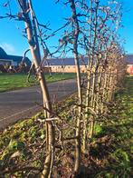 Elstar appelboom laagstam ca.3m hoog&9-11cm doorsnee, Ophalen, Halfschaduw, Overige soorten, Lente