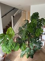 Grote Gezonde Monstera 200cm Kamerplant, Huis en Inrichting, Kamerplanten, Ophalen, 200 cm of meer, Overige soorten, Halfschaduw