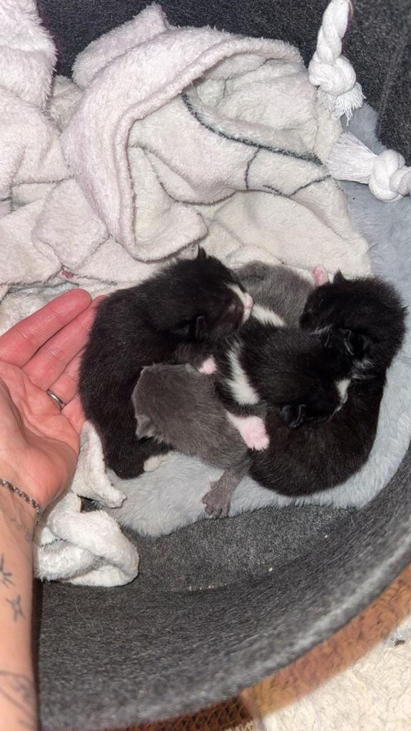 Kittens, Dieren en Toebehoren, Katten en Kittens | Overige Katten