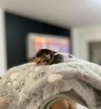 Schattige Britse Korthaar Kittens, Dieren en Toebehoren, Katten en Kittens | Raskatten | Korthaar, Meerdere dieren, Ontwormd, 0 tot 2 jaar