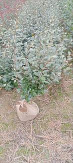 Olijfwilg eleagnus ebbengei compacta, Ophalen, Overige soorten, Volle zon