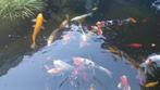 Koi’s te koop, Dieren en Toebehoren, Vissen | Vijvervissen, Karper of Koi
