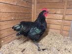 Zwarte australorp hanen en hennen OPHALEN HASSELT BELGIE, Dieren en Toebehoren, Pluimvee, Meerdere dieren, Kip
