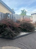 Japanse esdoorns, Tuin en Terras, Planten | Struiken en Hagen, Ophalen, Esdoorn, Struik, 100 tot 250 cm