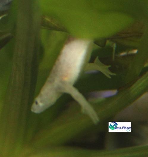Dwergklauwkikker "Gold", Dieren en Toebehoren, Vissen | Aquariumvissen, Zoetwatervis, Overige typen