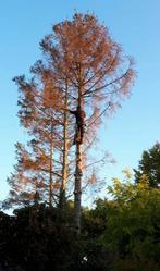 Bomen kappen of snoeien en stronken frezen, Tuinonderhoud of Snoeiwerk